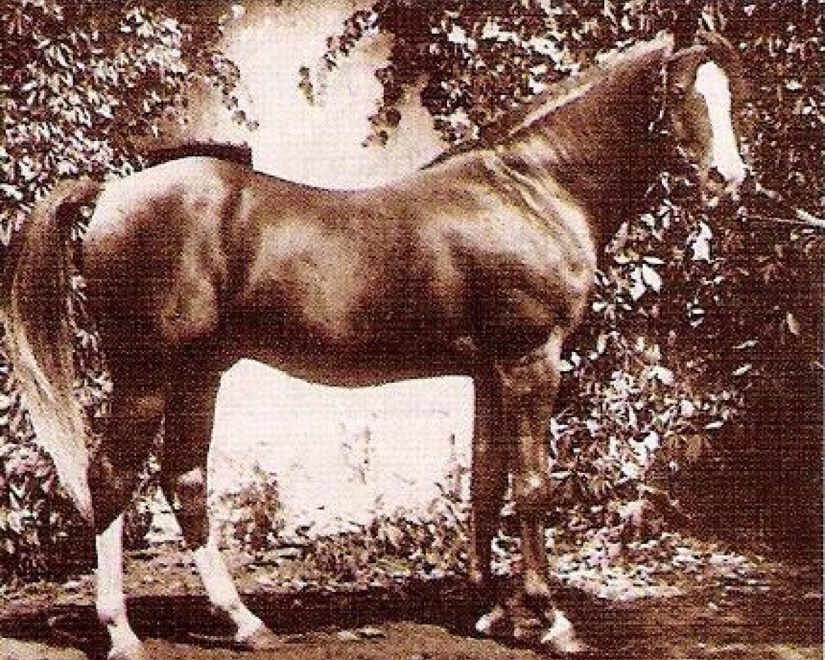 Deckhengst Raseem 1922 ox (Vollblutaraber, 1922, von Rasim 1906 ox)