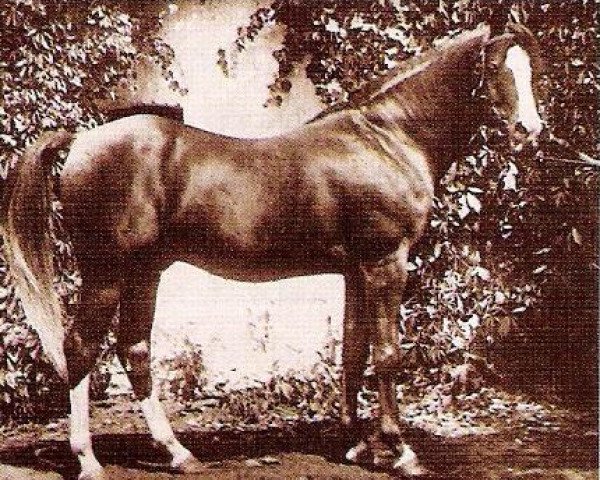 stallion Raseem 1922 ox (Arabian thoroughbred, 1922, from Rasim 1906 ox)