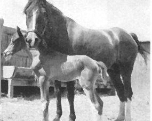 broodmare Indaia 1927 EAO (Arabian thoroughbred, 1927, from Raseem 1922 ox)