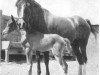 broodmare Indaia 1927 EAO (Arabian thoroughbred, 1927, from Raseem 1922 ox)