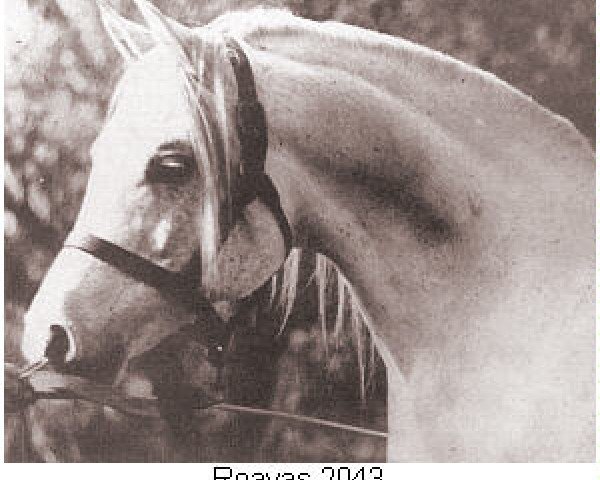 stallion Roayas 1941 ox (Arabian thoroughbred, 1941, from Roabrah 1937 ox)