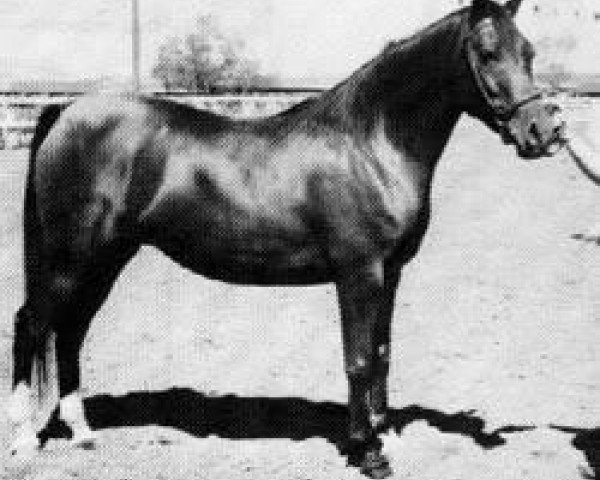 broodmare Ronara 1946 ox (Arabian thoroughbred, 1946, from Roayas 1941 ox)