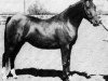 broodmare Ronara 1946 ox (Arabian thoroughbred, 1946, from Roayas 1941 ox)