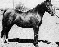 broodmare Ronara 1946 ox (Arabian thoroughbred, 1946, from Roayas 1941 ox)