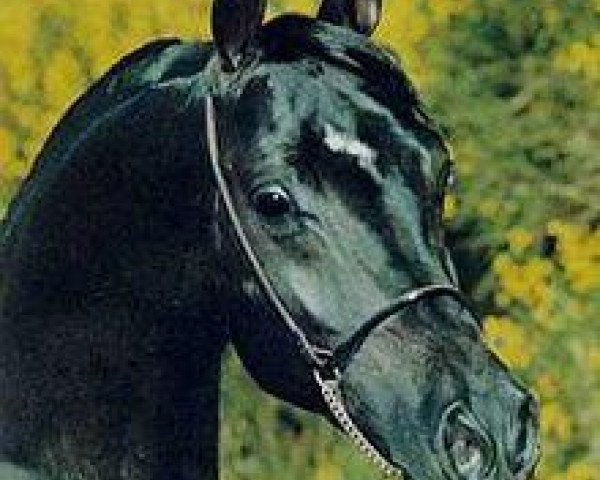 horse El Mokhtar 1971 EAO (Arabian thoroughbred, 1971, from Galal 1959 EAO)