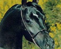 horse El Mokhtar 1971 EAO (Arabian thoroughbred, 1971, from Galal 1959 EAO)