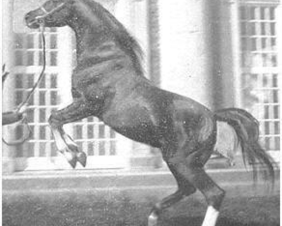stallion Rahal 1924 ox (Arabian purebred, 1924, from Nureddin II 1911 ox)