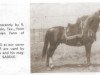 stallion Hanrah 1939 ox (Arabian thoroughbred, 1939, from Hanad 1922 ox)