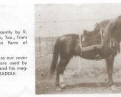 stallion Hanrah 1939 ox (Arabian thoroughbred, 1939, from Hanad 1922 ox)