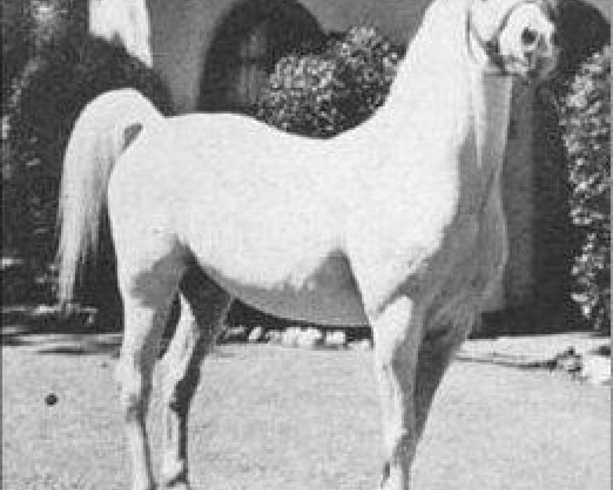 stallion Ghazi 1925 ox (Arabian purebred, 1925, from Rodan 1906 ox)