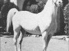 Deckhengst Ghazi 1925 ox (Vollblutaraber, 1925, von Rodan 1906 ox)