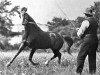stallion Deyr 1904 DB (Arabian thoroughbred, 1904)