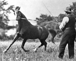 stallion Deyr 1904 DB (Arabian purebred, 1904)