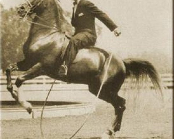 stallion Hanad 1922 ox (Arabian thoroughbred, 1922, from Deyr 1904 DB)