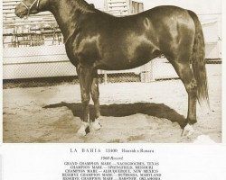 broodmare La Bahia 1958 ox (Arabian thoroughbred, 1958, from Hanrah 1939 ox)