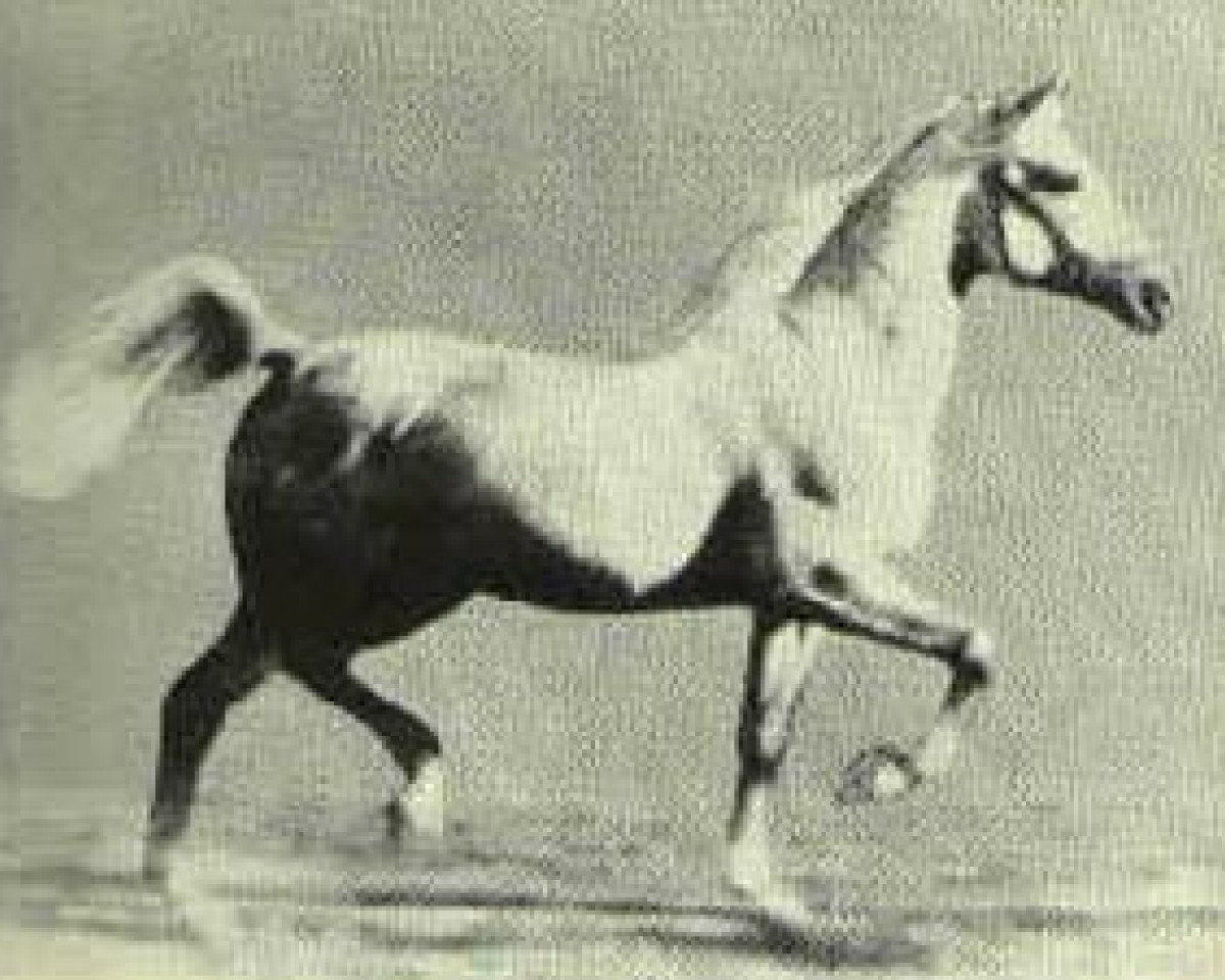 stallion Raffles ox (Arabian purebred, 1926, from Skowronek 1909 ox)