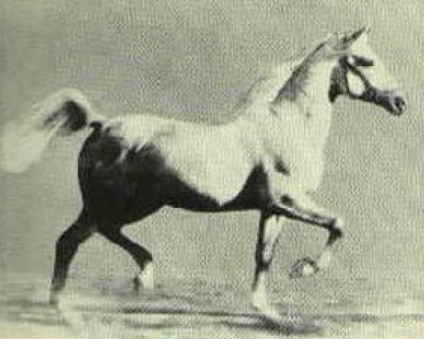Deckhengst Raffles ox (Vollblutaraber, 1926, von Skowronek 1909 ox)
