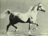 stallion Raffles ox (Arabian thoroughbred, 1926, from Skowronek 1909 ox)