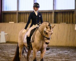 dressage horse Beachboy (Welsh, 2008, from Cockmoor Brenin Ebrill)