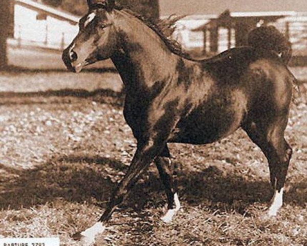 stallion Rapture 1946 ox (Arabian thoroughbred, 1946, from Raffles ox)
