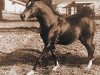 stallion Rapture 1946 ox (Arabian thoroughbred, 1946, from Raffles ox)