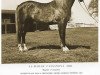 stallion Al-Marah Cassanova ox (Arabian thoroughbred, 1957, from Rapture 1946 ox)