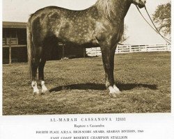 stallion Al-Marah Cassanova ox (Arabian thoroughbred, 1957, from Rapture 1946 ox)