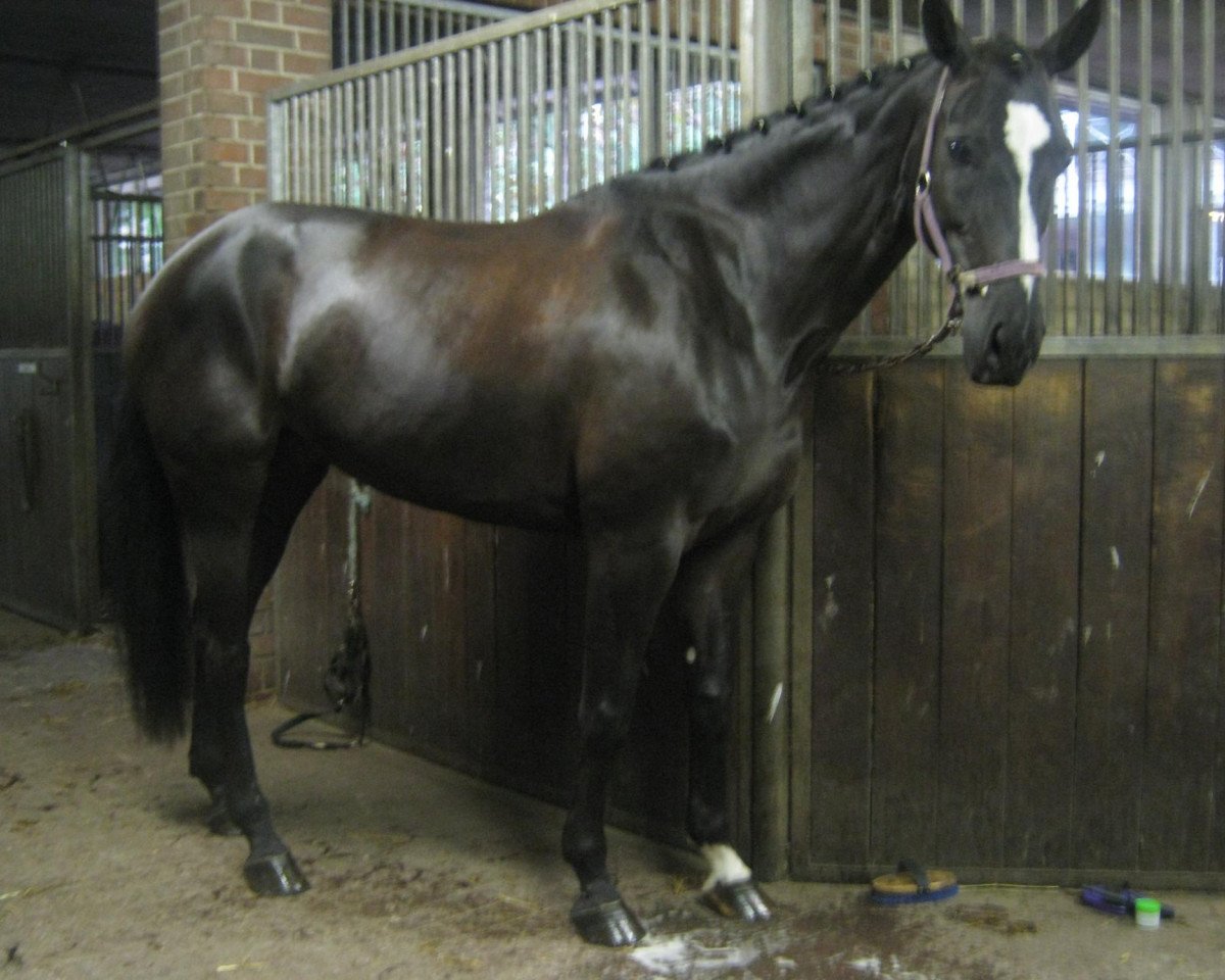 broodmare Pretty Paula 5 (Westphalian, 2003, from Pep)
