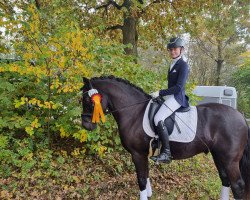 Dressurpferd Oakley (Welsh-Cob (Sek. D), 2012, von Danaway Orlando)