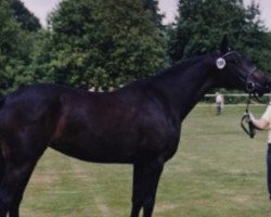 broodmare Daylight Ra (Hanoverian, 2002, from Don Davidoff)