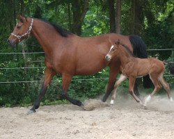 broodmare Alaska 256 (Oldenburg, 2006, from Abke 4)