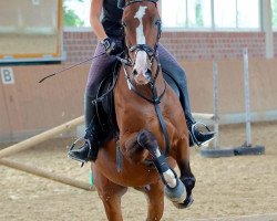 dressage horse Gaskadeur K (Rhinelander, 2003, from Grossini)