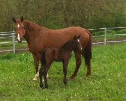 jumper Coolix (Luxembourg horse, 2012, from Clarimo Ask)