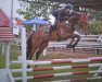 jumper Dolanda Z (German Sport Horse, 2012, from D'Olympic)