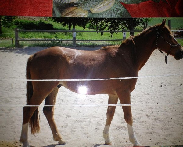 Pferd Spitzbube (Deutsches Sportpferd, 2006, von Koenigsruf)