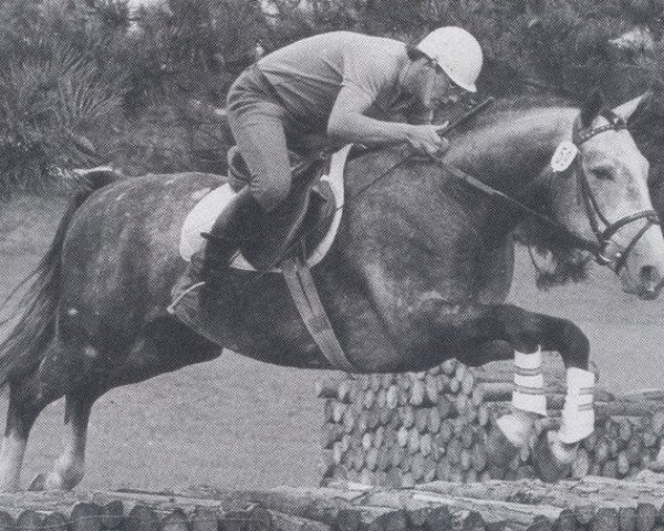 stallion G-Dur (Westphalian, 1980, from Goldlack I)
