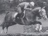 stallion G-Dur (Westphalian, 1980, from Goldlack I)