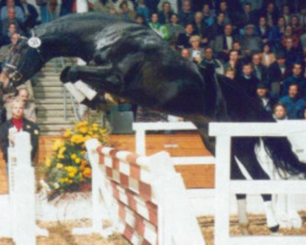 stallion Cardano (Hanoverian, 1992, from Calypso II)