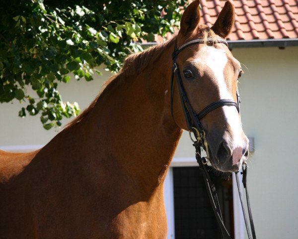 Pferd Jeron (KWPN (Niederländisches Warmblut), 1991, von Zep)