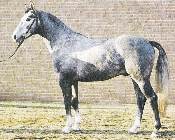 stallion Gajus (Hanoverian, 1976, from Gotthard)