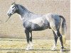 stallion Gajus (Hanoverian, 1976, from Gotthard)