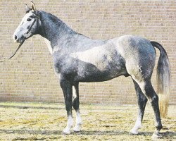 Deckhengst Gajus (Hannoveraner, 1976, von Gotthard)