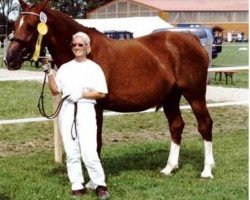 broodmare Georgina (Westphalian, 1989, from Grosso Z)