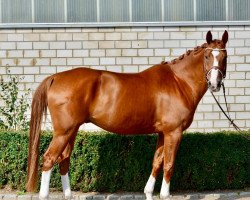 dressage horse Leuchtfeuer 20 (Hanoverian, 2015, from Laurent)