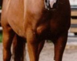 broodmare Pulcinella (Bavarian, 1995, from Piaster)