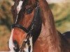 stallion Mosaik (Bavarian, 2000, from Monteverdi)