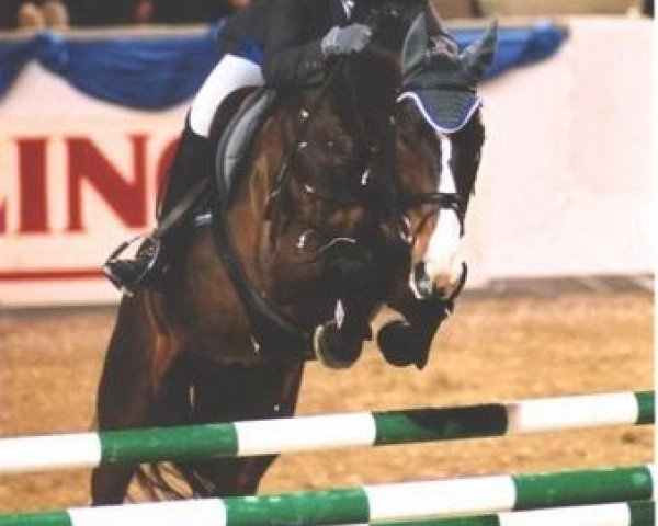 stallion Rauherr (Bavarian, 1989, from Raueck I)