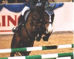 stallion Rauherr (Bavarian, 1989, from Raueck I)