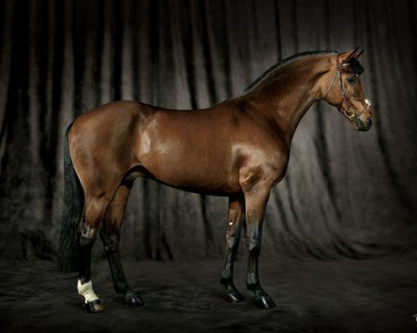 stallion Captain Paul I (Hanoverian, 1994, from Contender)