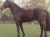 stallion Spitzweg (Hanoverian, 1980, from Spitzbube)